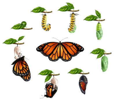 Free Vector | Life cycle of butterfly realistic set