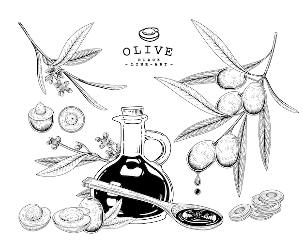 Free Vector | Olive hand drawn botanical illustrations.
