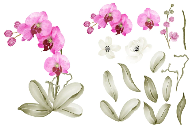 Free Vector | Orchid pink watercolor isolated element clip art