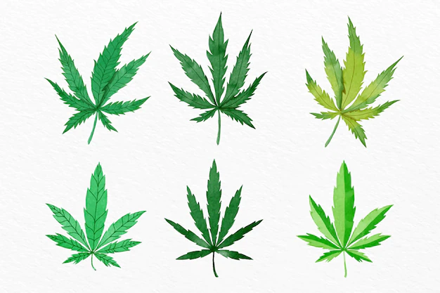 Free Vector | Pack of watercolor cannabis leaves