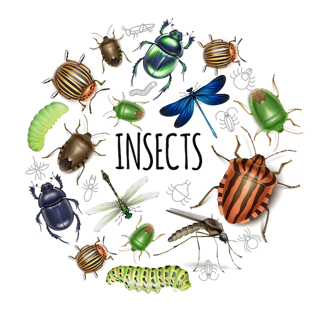 Free Vector | Realistic insects round concept with caterpillars dragonflies gnat scarab colorado potato and dung beetles isolated