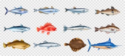 Free Vector | Sea fish realistic transparent set with different species symbols isolated vector illustration