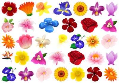 Free Vector | Set of different flower