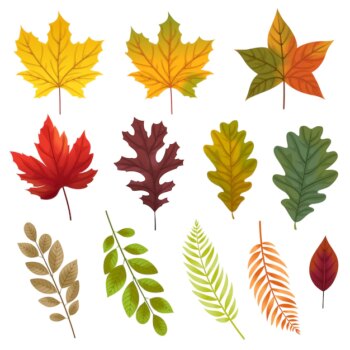 Free Vector | Set of icons with various types of leaves.