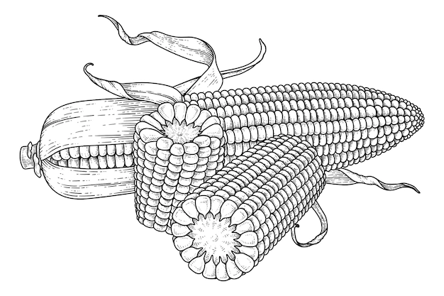 Free Vector | Set of ripe corn hand drawn illustration