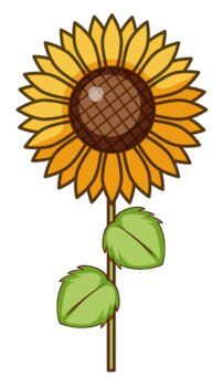 Free Vector | Sunflower on white background