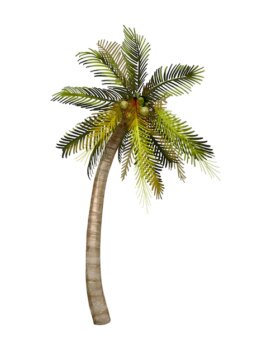 Free Vector | Tropical coconut palm tree illustration