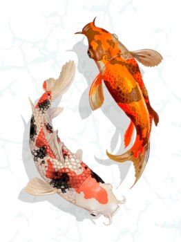 Free Vector | Two japanese koi fish swimming