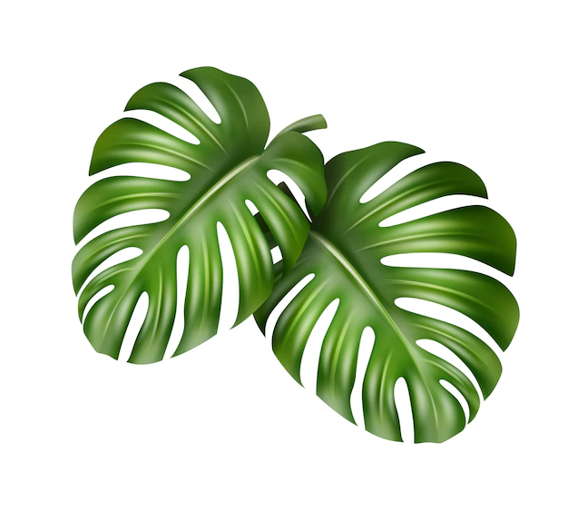 Free Vector | Vector big green leaves of tropical monstera plant isolated on white background