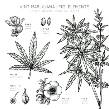 Free Vector | Vint marijuana elements plant hand drawn