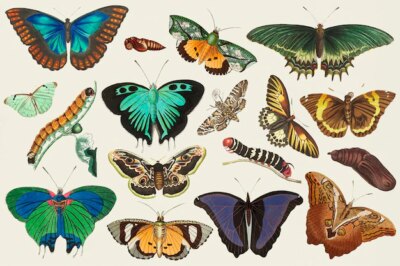 Free Vector | Vintage butterfly vector colorful illustration set