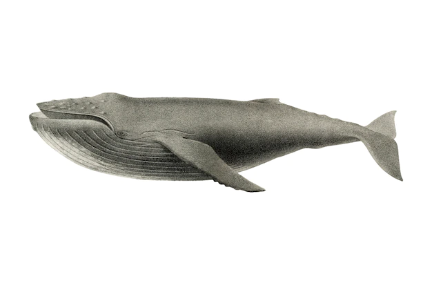 Free Vector | Vintage whale illustration