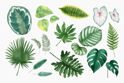Free Vector | Watercolor tropical leaf set illustration