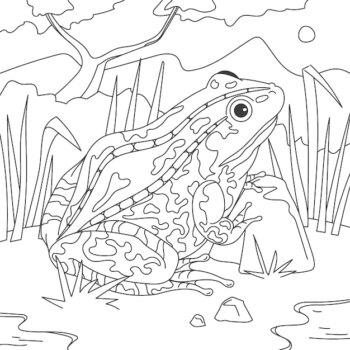 Free Vector | Hand drawn frog for coloring