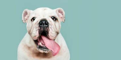 Free Photo | Adorable white bulldog puppy portrait social banner