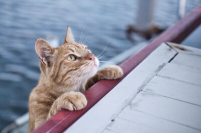 Free Photo | Closeup of an orange cat on a boat during dayli