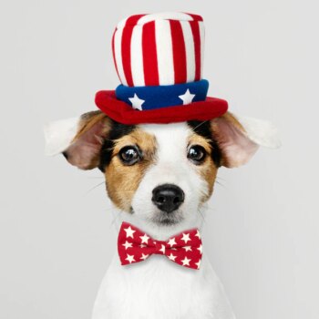 Free Photo | Cute jack russell terrier in uncle sam hat and bow tie