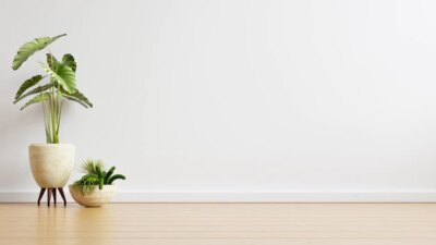 Free Photo | White wall empty room with plants on a floor,3d rendering