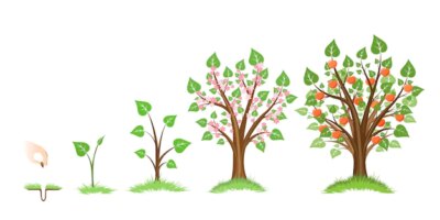 Free Vector | Apple tree growth cycle.