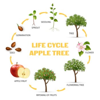 Free Vector | Apple tree life cycle infographic set realistic illustration