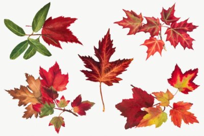 Free Vector | Autumn leaves set botanical illustration, remixed from the artworks by mary vaux walcott