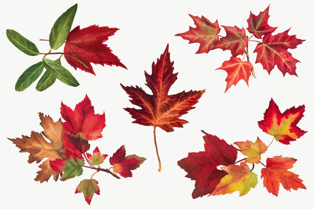 Free Vector | Autumn leaves set botanical illustration, remixed from the artworks by mary vaux walcott