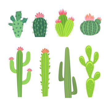 Free Vector | Big and small cactuses illustrations set. collection of cacti, spiny tropical plants with flowers or blossoms, arizona or mexico succulents isolated on white