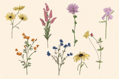Free Vector | Botanic herbs & wild flowers in vintage style