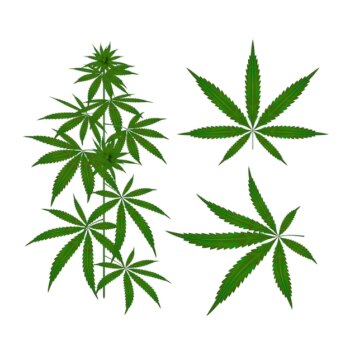 Free Vector | Botanical cannabis leaves collection
