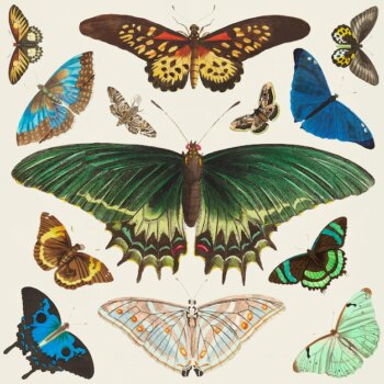 Free Vector | Butterfly vintage clipart collection vector