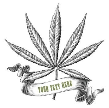 Free Vector | Cannabis with ribbon logo hand draw vintage engraving style black and white clip art