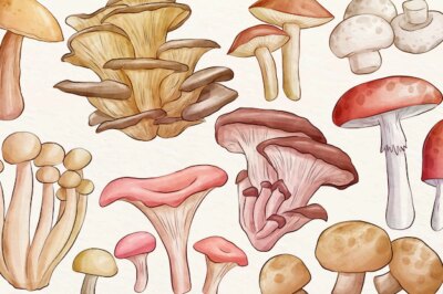 Free Vector | Collection of different mushrooms background
