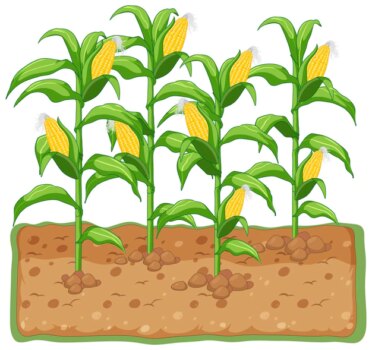 Free Vector | Corn plant growing with soil cartoon