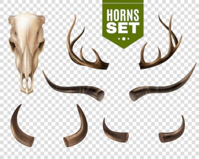 Free Vector | Cow skull and horns set