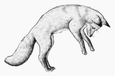Free Vector | Cute hand drawn fox