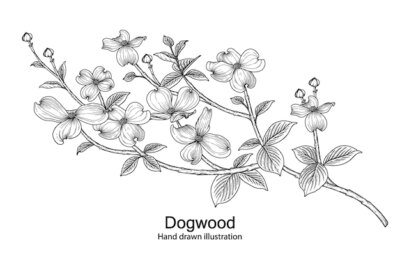 Free Vector | Ddogwood flower drawings.