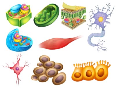 Free Vector | Different biology cells on a white background