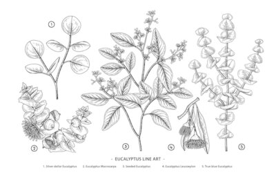 Free Vector | Eucalyptus branch hand drawn botanical illustrations.
