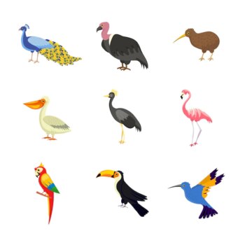 Free Vector | Exotic birds illustrations set african asian wild avian animals