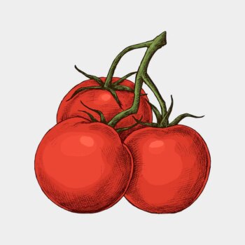Free Vector | Fresh organic ripe tomato