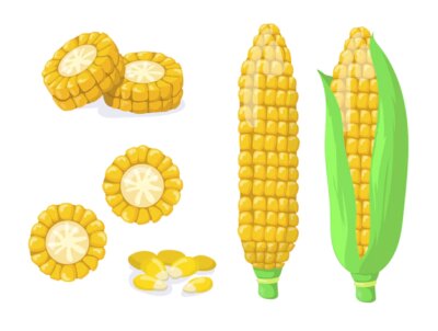 Free Vector | Gold or golden maize harvest flat item set. cartoon corn cob or seeds, grains for popcorn isolated vector illustration collection. healthy food and vegetables concept