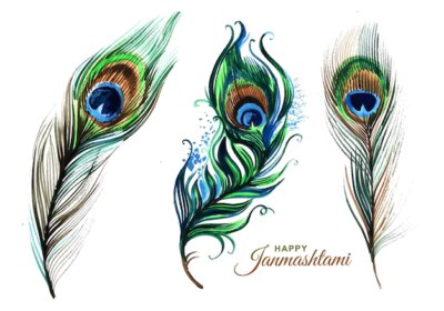 Free Vector | Hand draw peacock feathers set design