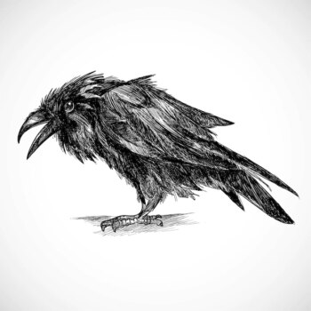 Free Vector | Hand draw raven sketch design