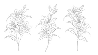 Free Vector | Hand drawn beautiful  lily bouquets