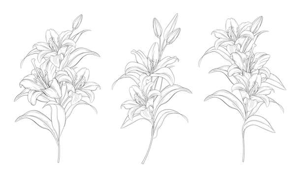 Free Vector | Hand drawn beautiful  lily bouquets