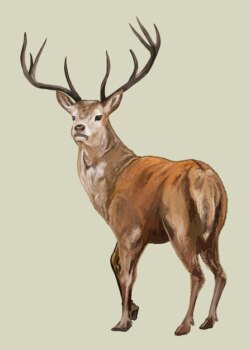 Free Vector | Hand drawn deer