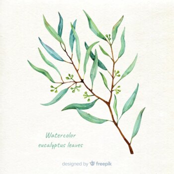 Free Vector | Hand drawn eucalyptus branch background