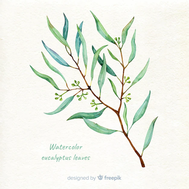 Free Vector | Hand drawn eucalyptus branch background