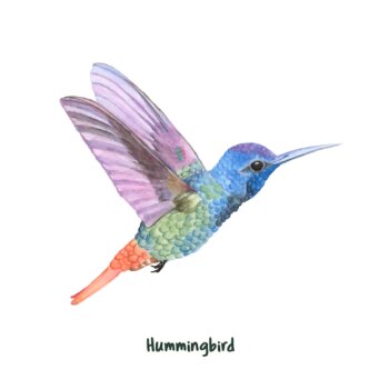 Free Vector | Hand drawn hummingbird isolated on white background