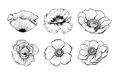 Free Vector | Hand drawn poppy flowers